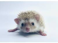 hedgehog photo