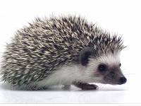 hedgehog photo