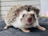 hedgehog photo