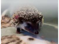 photo of hedgehog for sale