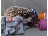 photo of hedgehog for sale