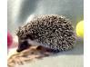 photo of hedgehog for sale