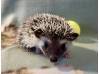 photo of hedgehog for sale