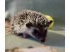 photo of hedgehog for sale