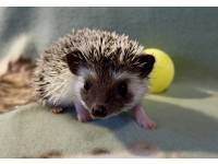 photo of hedgehog for sale