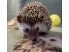photo of hedgehog for sale