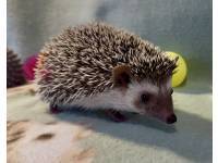 photo of hedgehog for sale