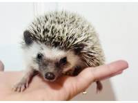 hedgehog photo