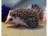 photo of hedgehog for sale