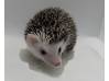 photo of hedgehog for sale
