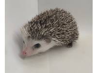 photo of hedgehog for sale