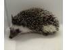 photo of hedgehog for sale