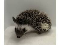 photo of hedgehog Femise, for sale