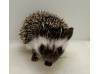 photo of hedgehog for sale
