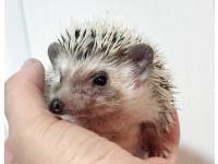 hedgehog photo