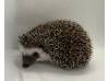 photo of hedgehog for sale