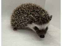 photo of hedgehog for sale