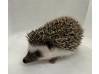 photo of hedgehog for sale