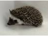 photo of hedgehog for sale