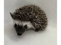 photo of hedgehog for sale