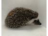 photo of hedgehog for sale