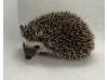 photo of hedgehog for sale