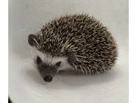 photo of hedgehog for sale