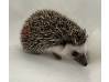 photo of hedgehog for sale