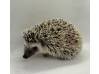 photo of hedgehog for sale