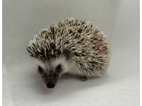 photo of hedgehog for sale