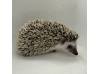 photo of hedgehog for sale