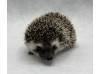 photo of hedgehog for sale