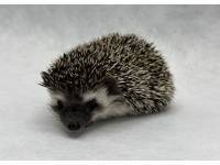 photo of hedgehog Carpenter, for sale