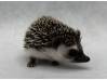 photo of hedgehog for sale