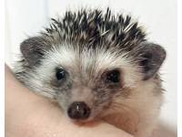 hedgehog photo