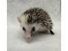 photo of hedgehog for sale