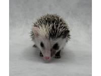photo of hedgehog Kaaria, for sale