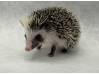 photo of hedgehog for sale