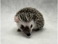 photo of hedgehog for sale