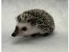 photo of hedgehog for sale