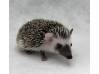photo of hedgehog for sale