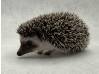 photo of hedgehog for sale