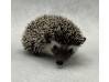 photo of hedgehog for sale