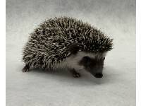 photo of hedgehog for sale