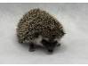 photo of hedgehog for sale