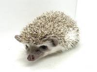hedgehog photo