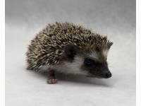 photo of hedgehog for sale