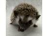 photo of hedgehog for sale