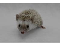 photo of hedgehog for sale