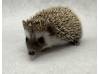 photo of hedgehog for sale